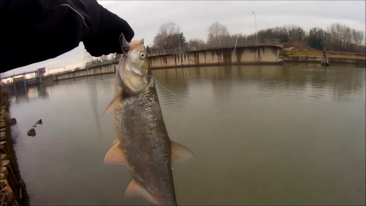 Aspio A Spinning (Asp Fishing,The Amazing Winter Fish!!!)