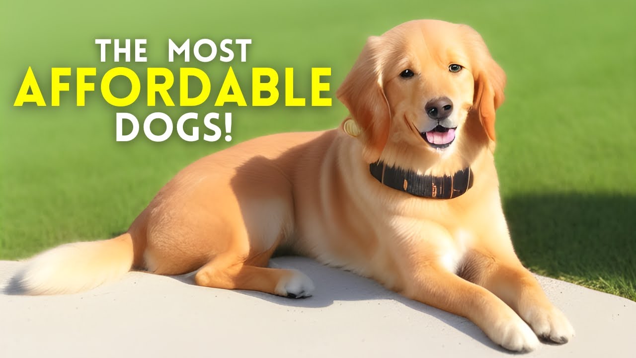 The 13 Most Affordable Dog Breeds Perfect for Every Budget