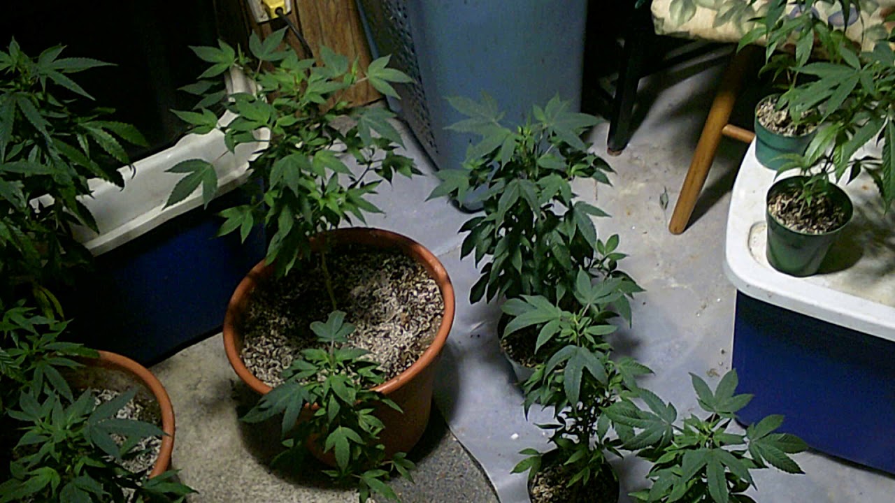 Cannabis Growing with James (Cannabis Sativa)