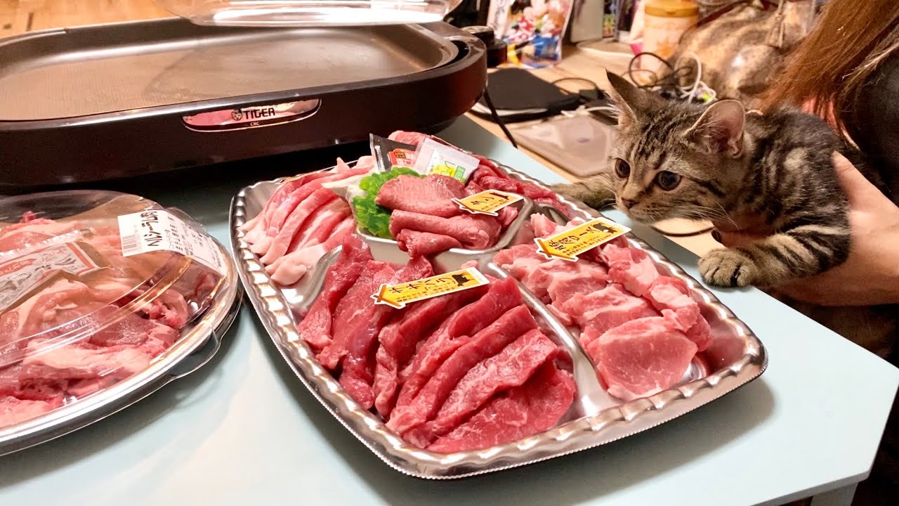 豪華焼肉パーティー中に我慢できずいつの間にか参加してしまった子猫ｗ