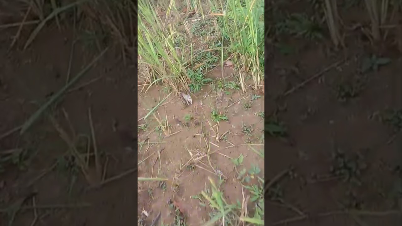 Ada info #fyp #viral #berburu #kelincihutan #hunting #funny