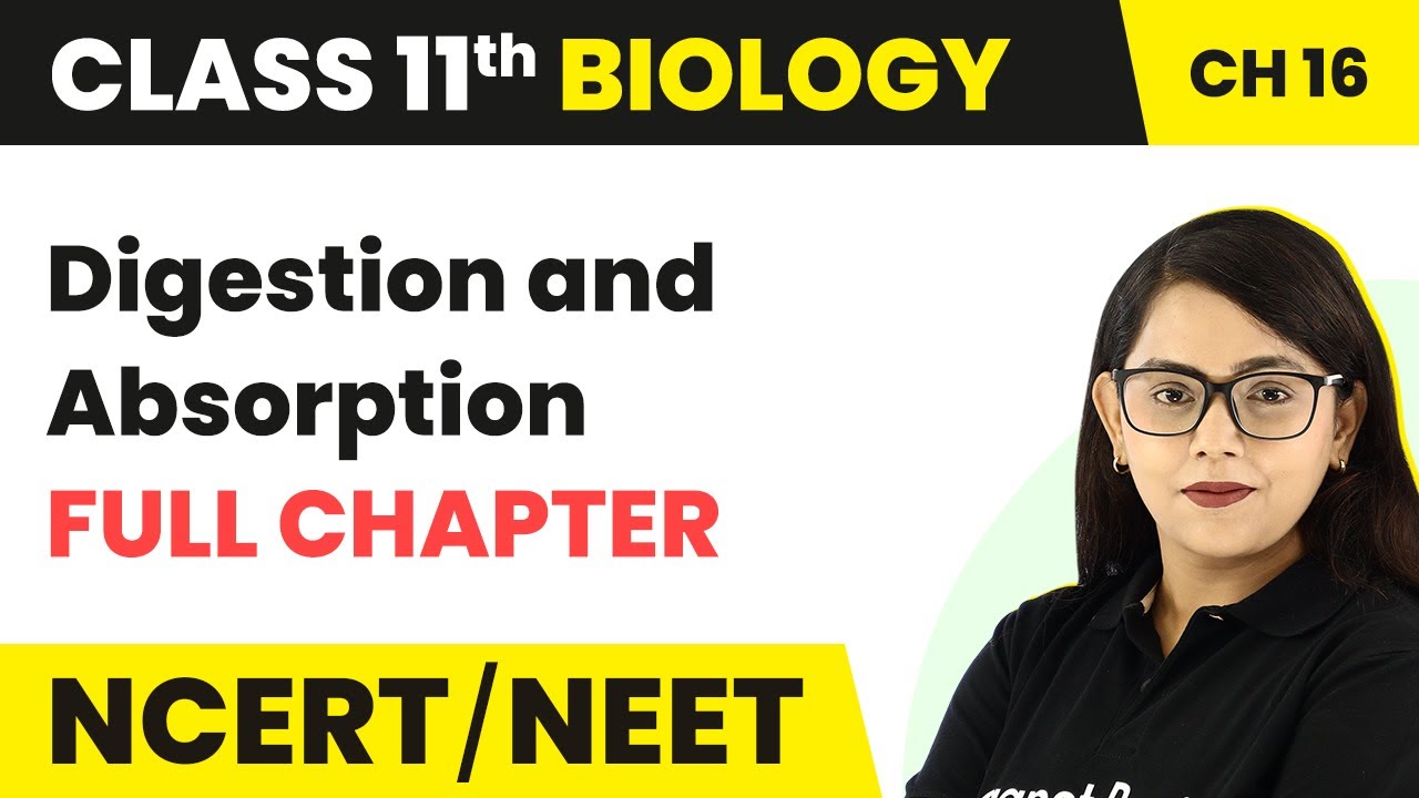 Digestion and Absorption - Full Chapter Explanation | Class 11 Biology Chapter 16 | NCERT/NEET