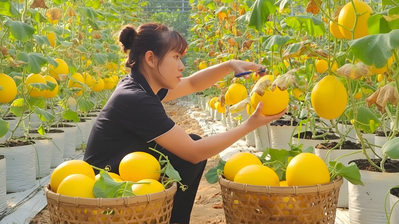 Harvesting delicious yellow melons to sell at the market - Cooking, taking care of animals