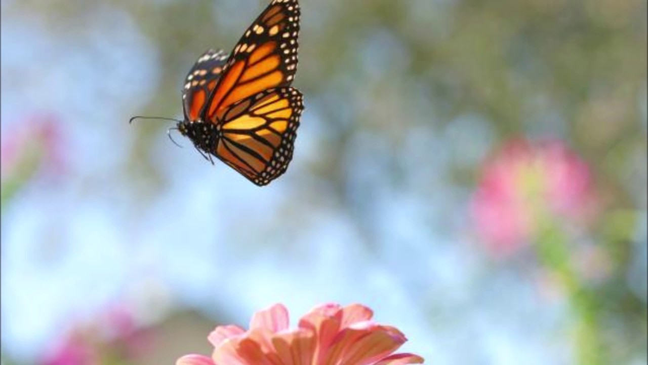 Butterfly by Lin Marsh (ABRSM Grade 3) - Jeffie Leung