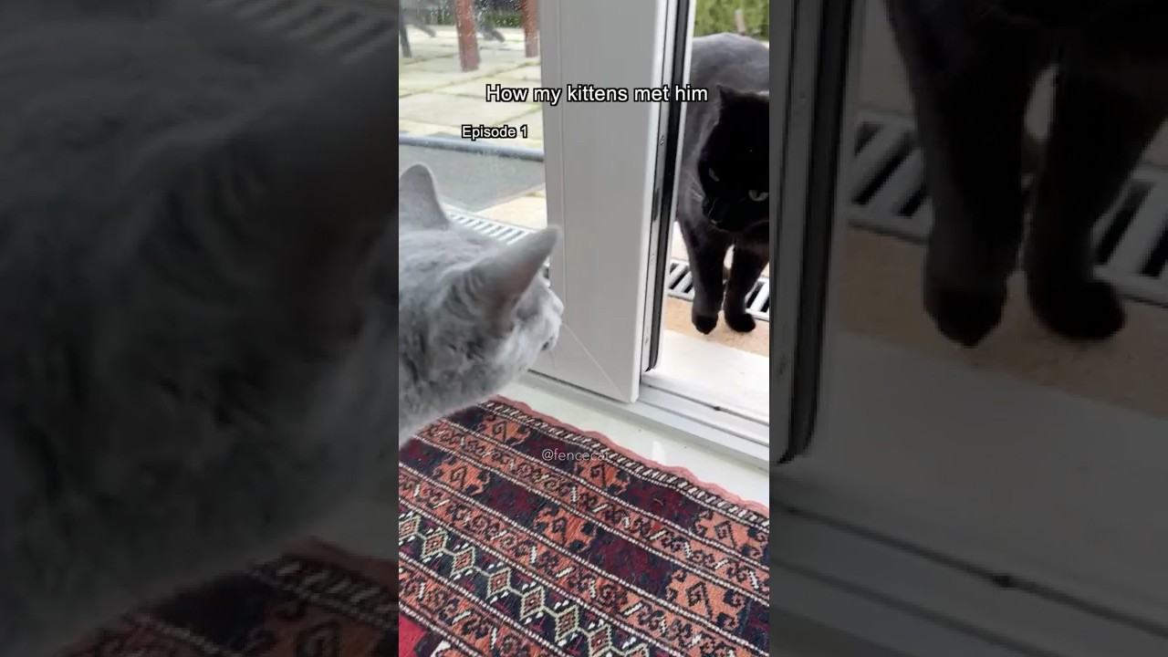 Как мои котята с ним познакомились... Эпизод 1 #кот