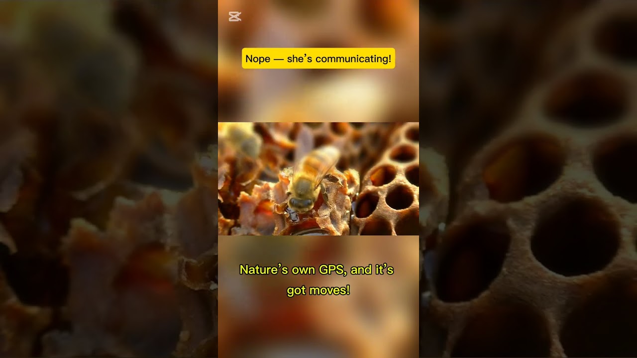 Bees Dance to Talk?! Nature&rsquo;s Strangest Communication