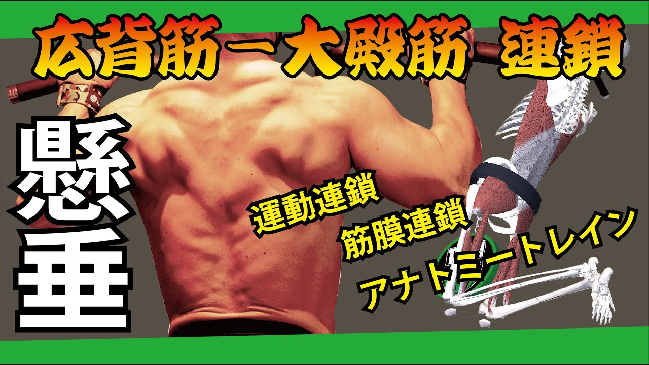 【筋膜連鎖】懸垂・チンニング：広背筋-大殿筋連動：意識ポイントは●●関節（アナトミートレイン）