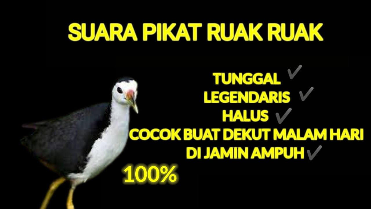 Suara pikat ruak-ruak TUNGGAL AND LEGEND dijamin ampuh buat nyuluh malam