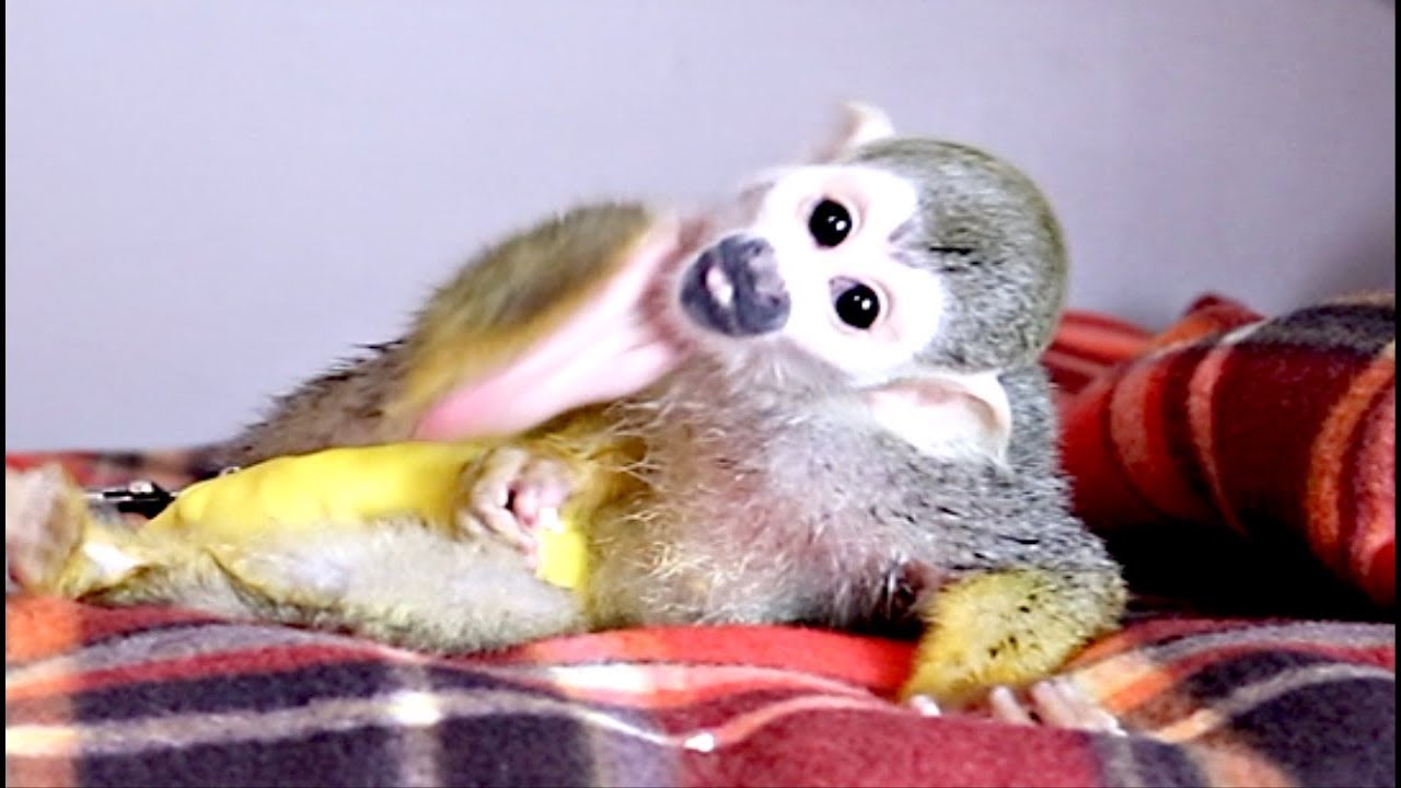 Funny Little Monkey oLLie Drying Himself After A Bath (CUTE)