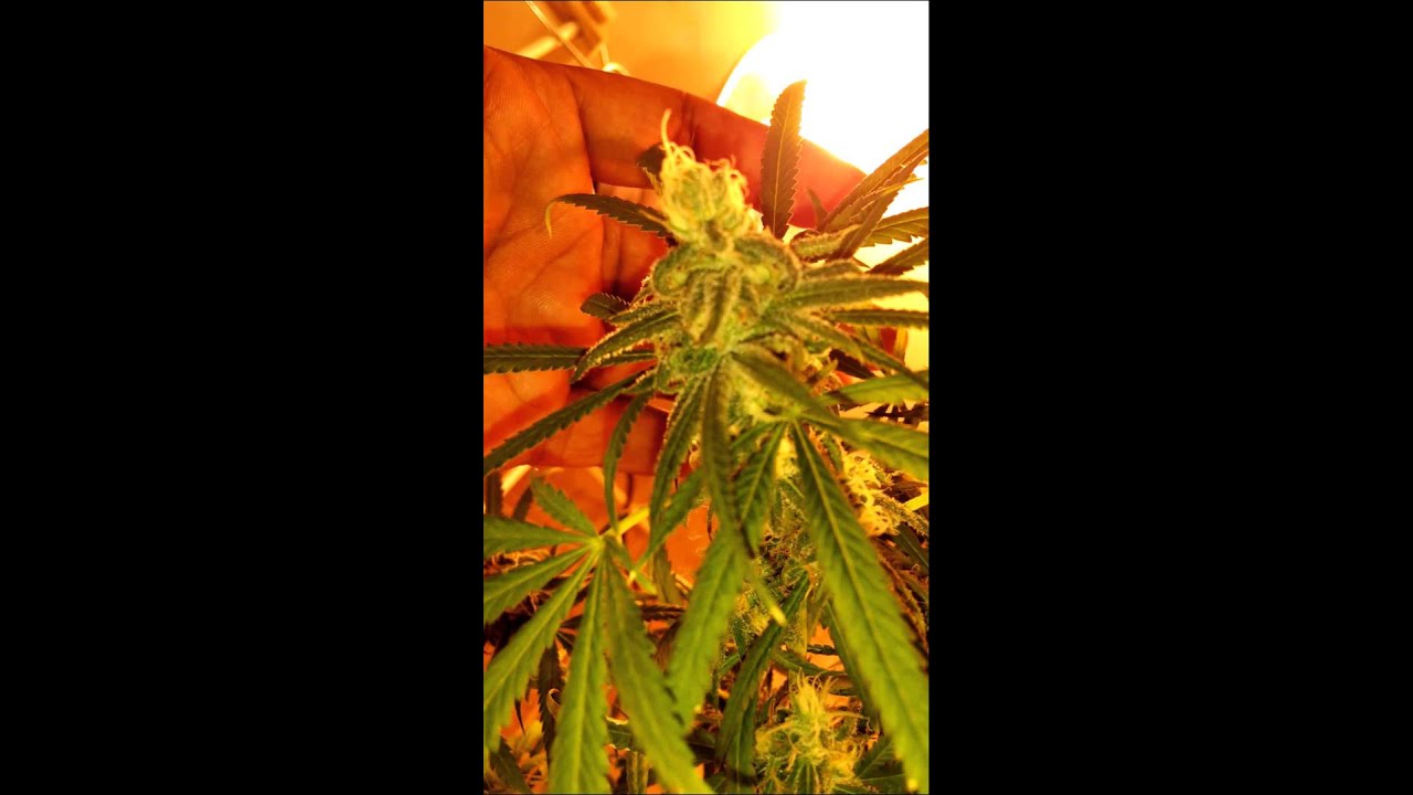 Blue dream 7 to 9 weeks flowering.  black water OG