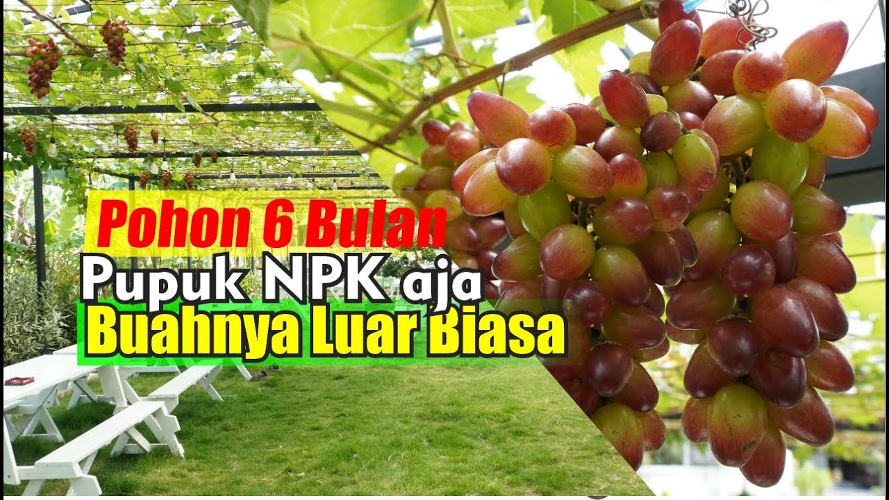 Pakai NPK aja pohon 6 bulan berbuah bagus