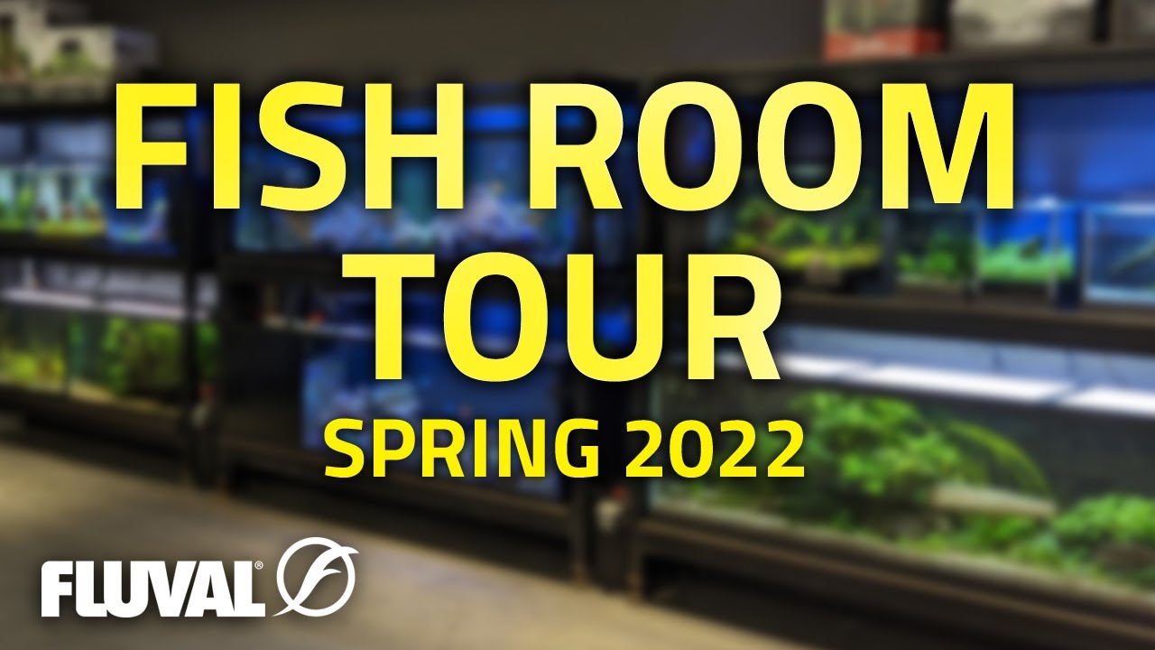 Spring 2022 Fluval Fish Room Tour