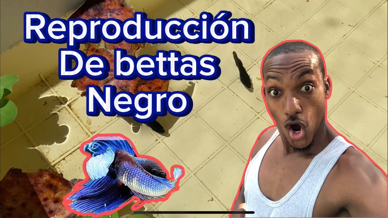 Como reproducir peces bettas súper black muy fácilmente