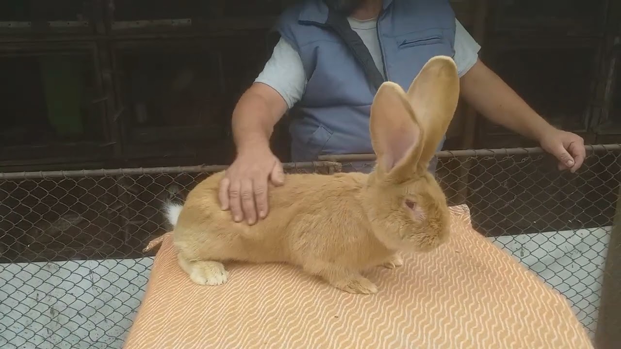 Uriașii lui Gheo la data de 22.10.2022