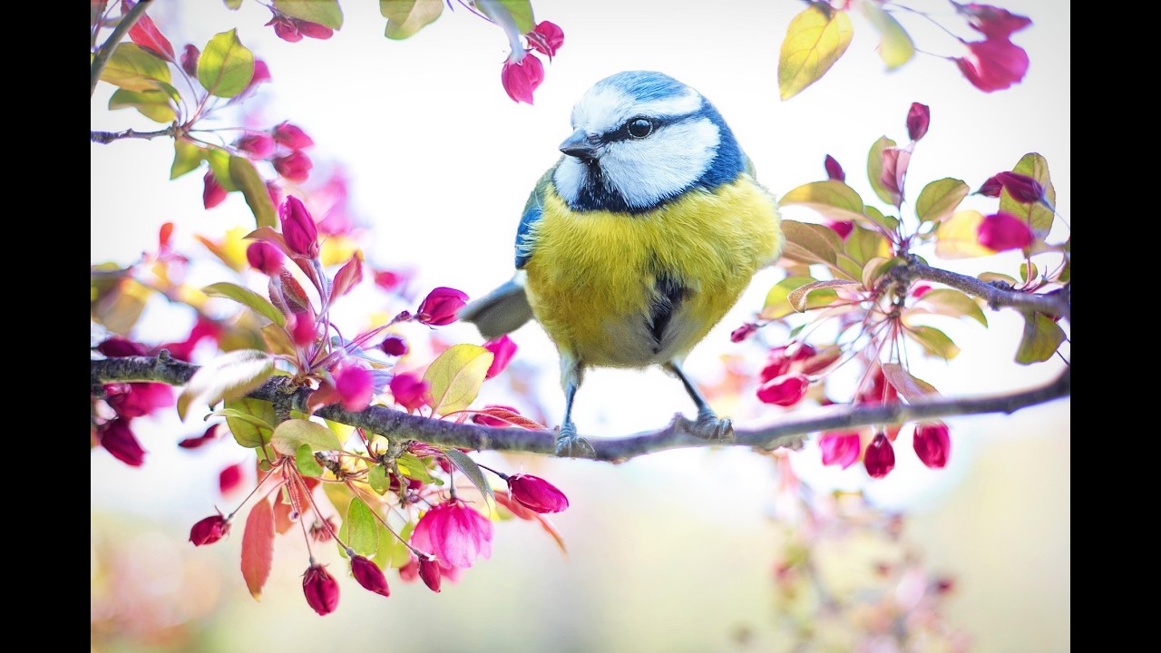 le Printemps