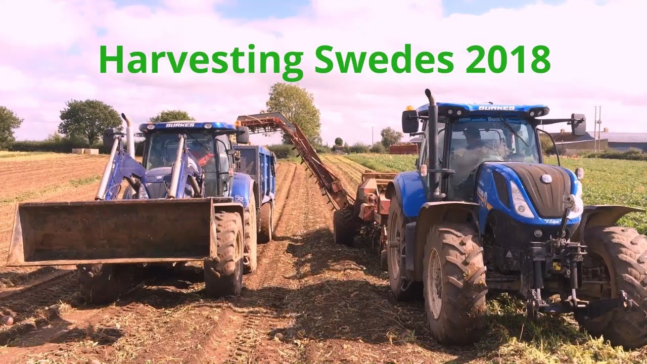 Harvesting Swedes 2018