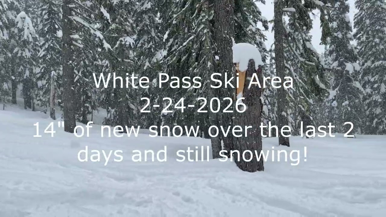 Snow falling in the trees at White Pass Ski Area 2-24-26