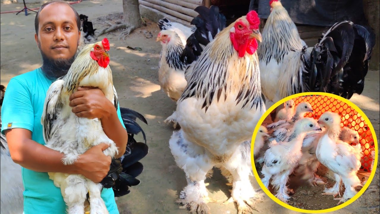 সবচেয়ে সুন্দর ও বড় জাতের মুরগি ব্রাহমা || Nur Bhai