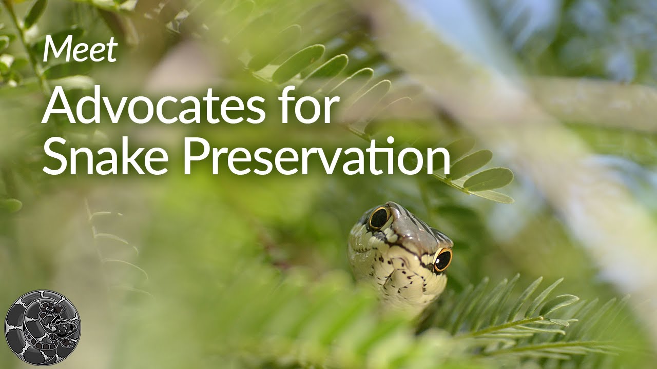 Meet Advocates for Snake Preservation (ASP)