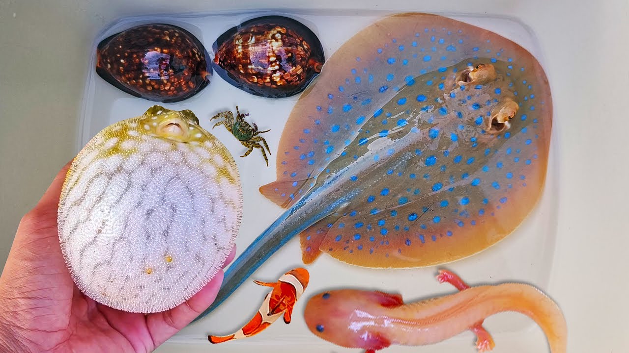 Tangkap ikan buntal dan kelomang, siput, keong, belut, kepiting, ikan pari, ikan nemo, axolotl