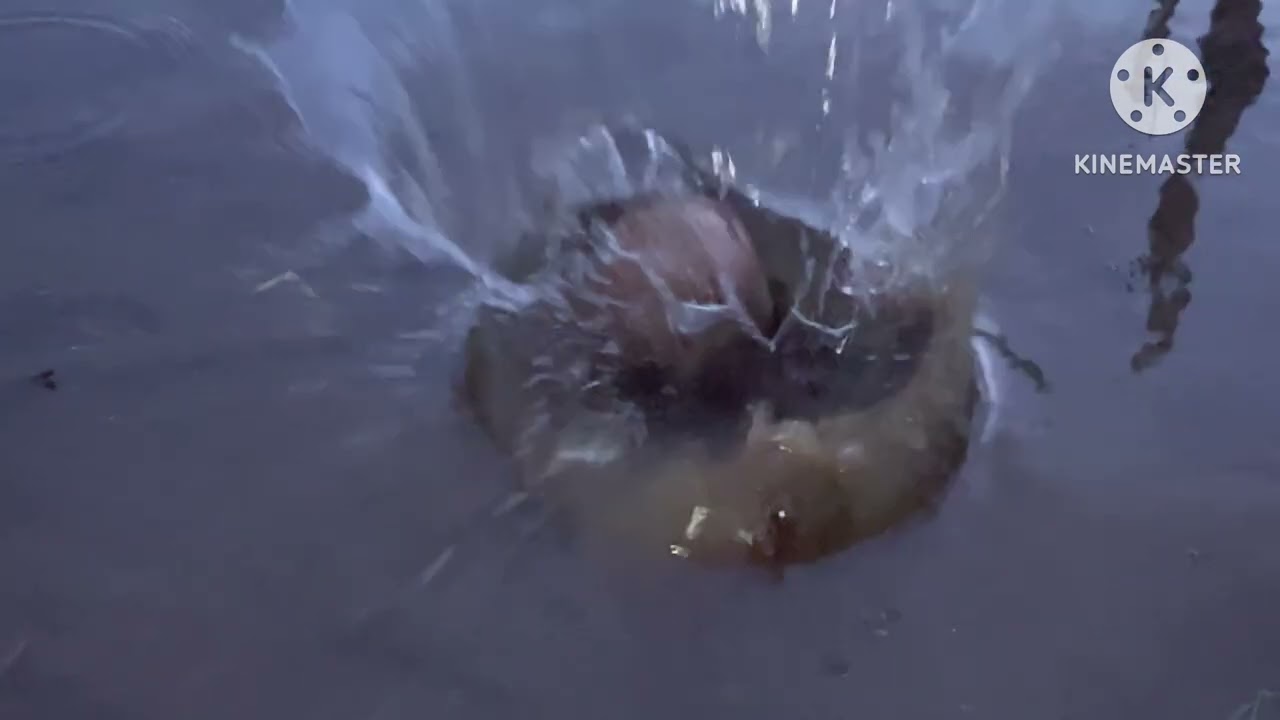 Falling coconut