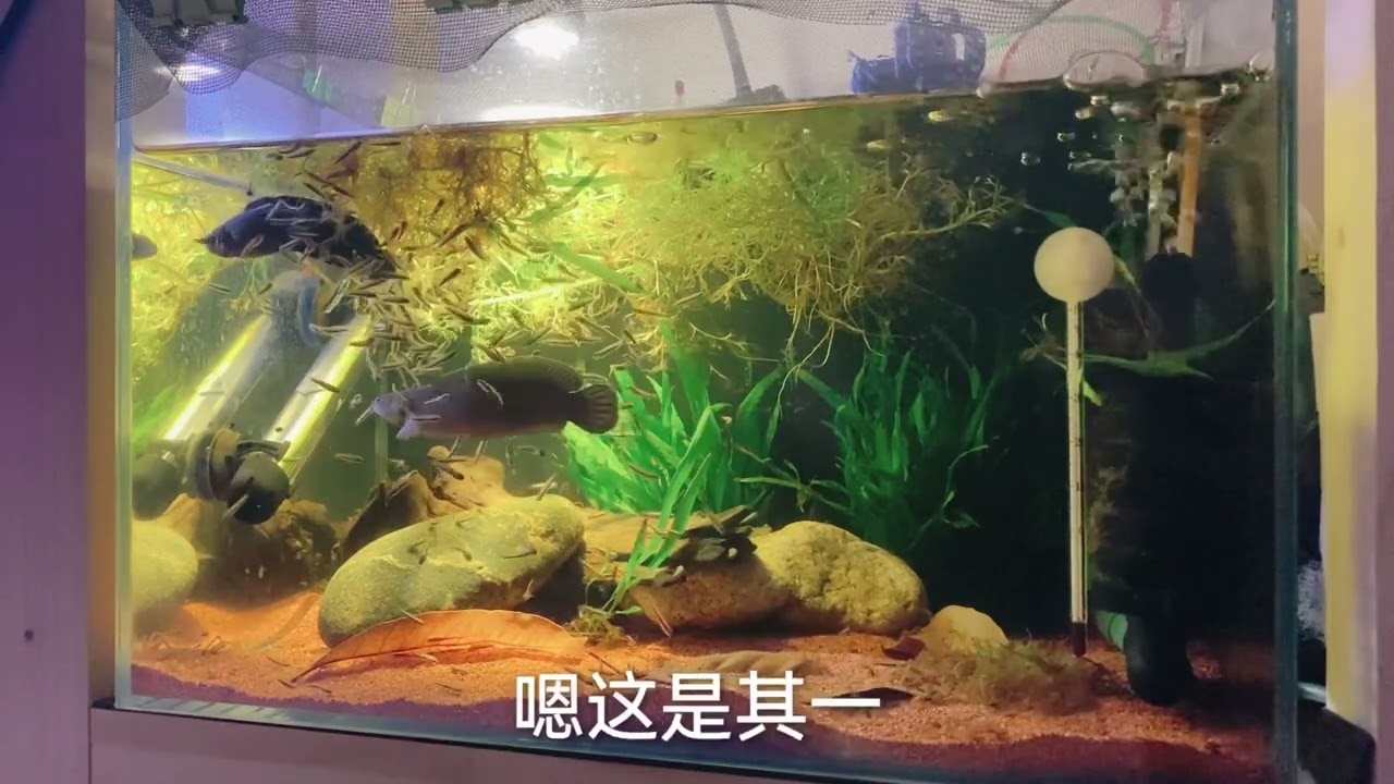 给大家讲一下雷龙鱼繁殖的小妙招，几乎每缸鱼繁殖都用的此方法