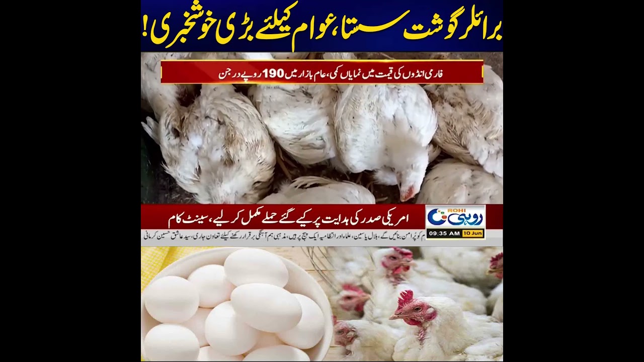 Broiler Chicken Prices Drop, Big Relief for Public! | News Update | Rohi