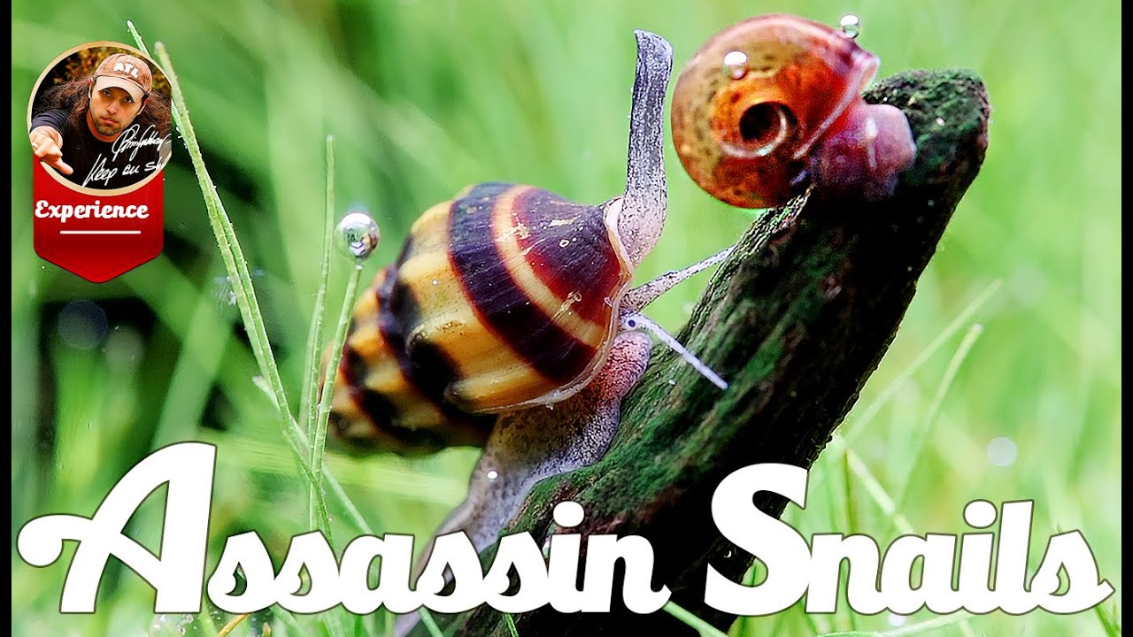 Assasin Snails with Exclusive Video Material.