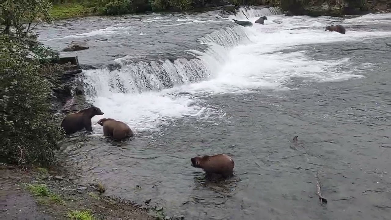 Brooks Falls - Katmai National Park, 8-31-2022 HD