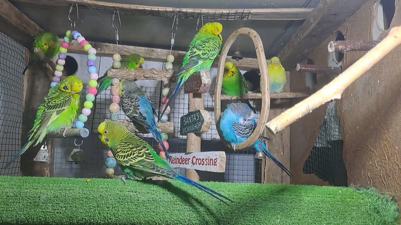 Parrot newborns