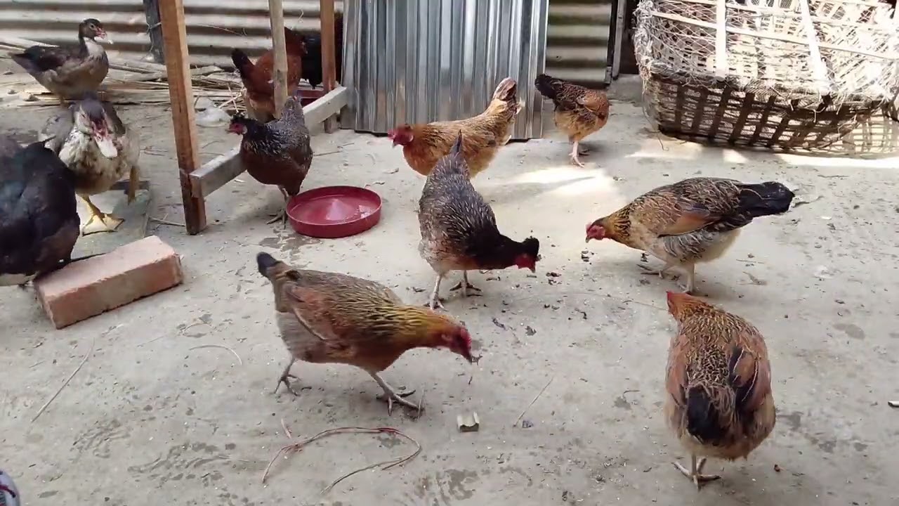 গ্রামের দেশি মুরগি খাবার খাচ্ছে | Natural Chicken Video #দেশিমুরগি#DeshiChicken#ChickenEating