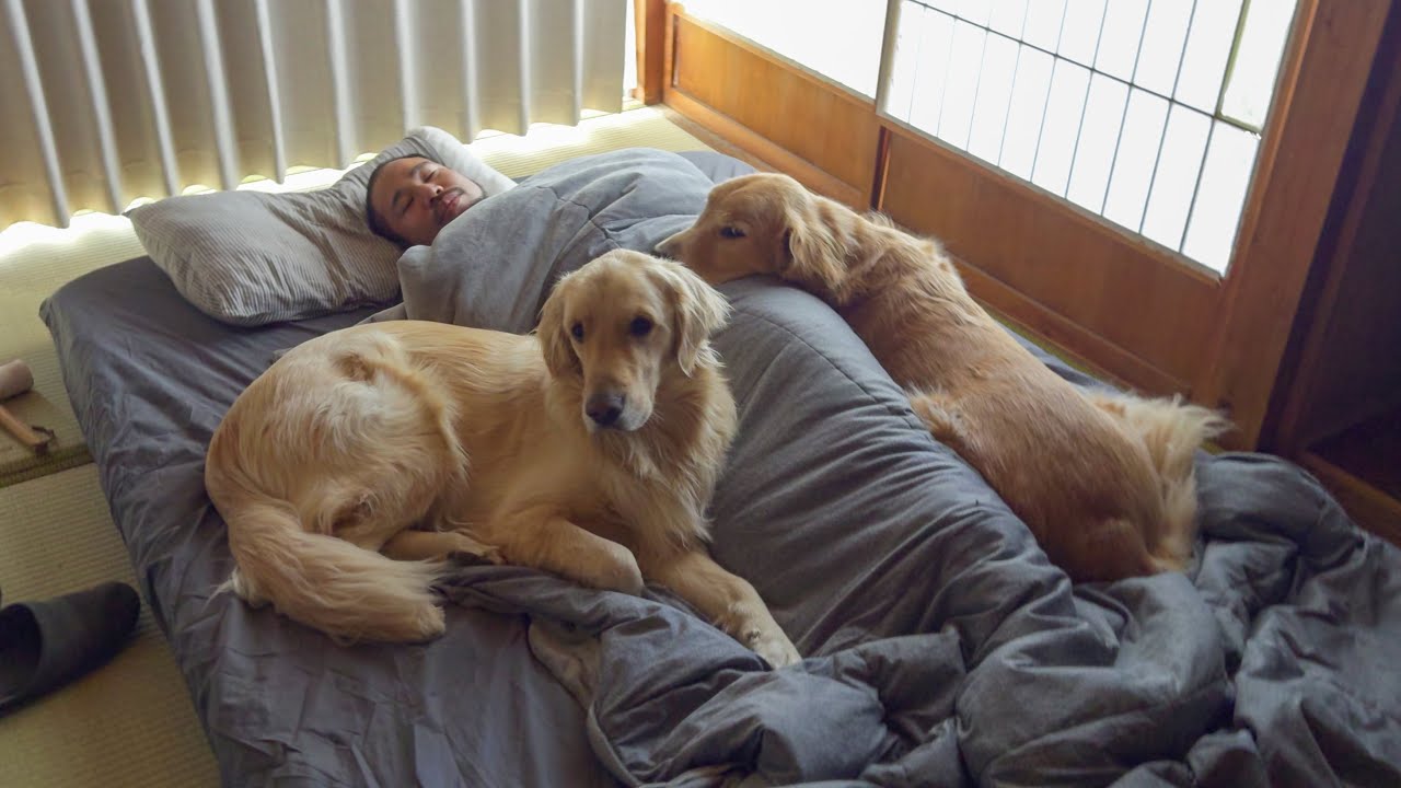 寒い時だけ暖房扱いされる飼い主がこちらです