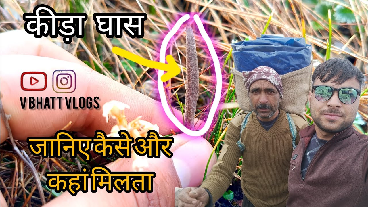 Kidajadi  कीड़ा जड़ी जानिए कैसे और कहां मिलता है #bugyal  #vbhattvlogs #phadilifestyle