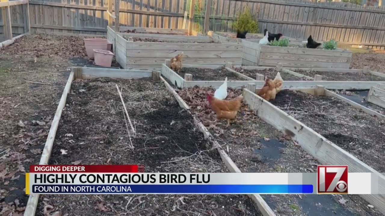 Farmers, scientists on alert after bird flu found in dozens of wild birds in NC