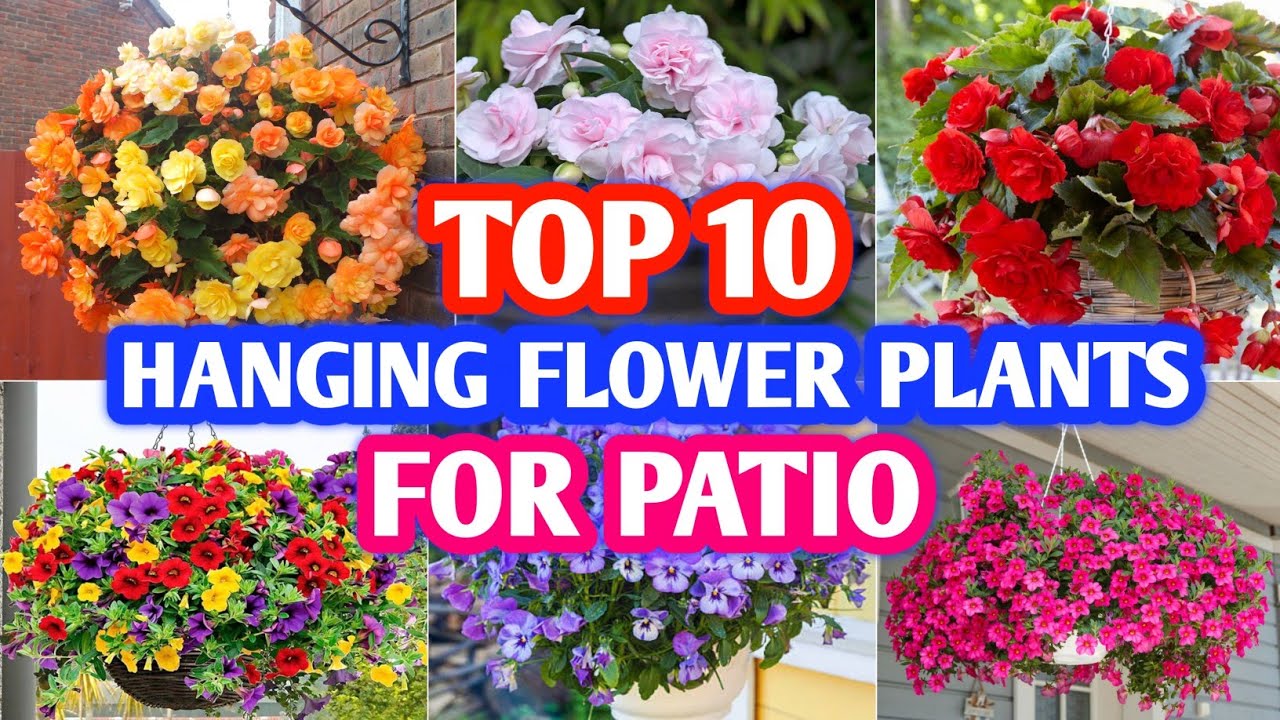 Top 10 Best Hanging Flower Plants for Patio | Patio Flowering Hanging Plants | Plant and Planting