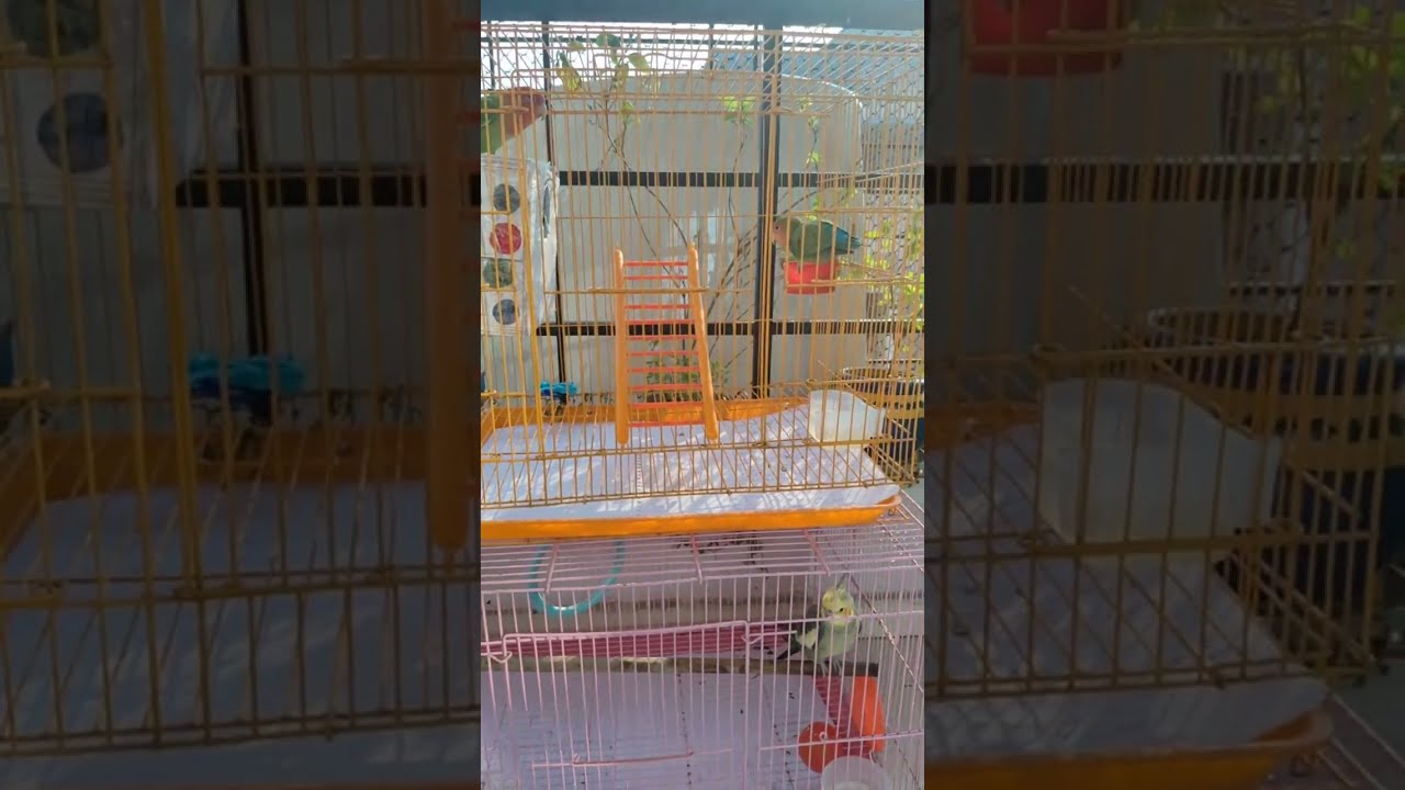 African Love Birds🐥 is live