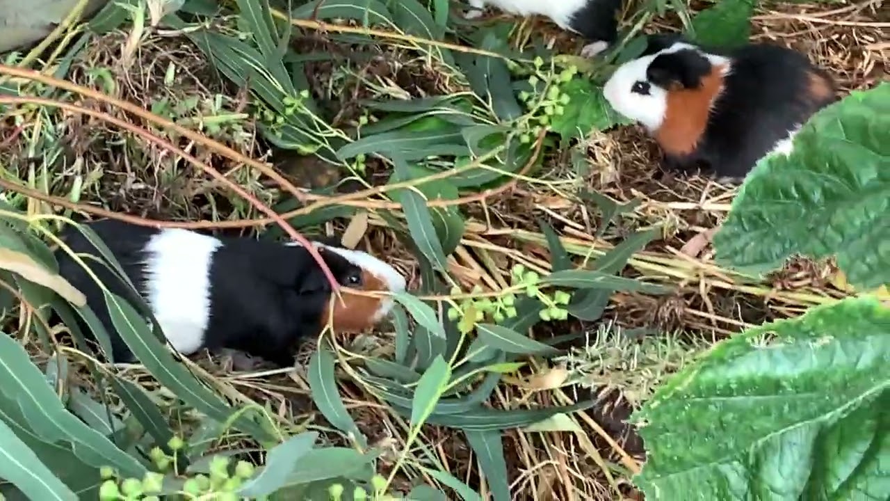Guinea pigs running wild with the chickens