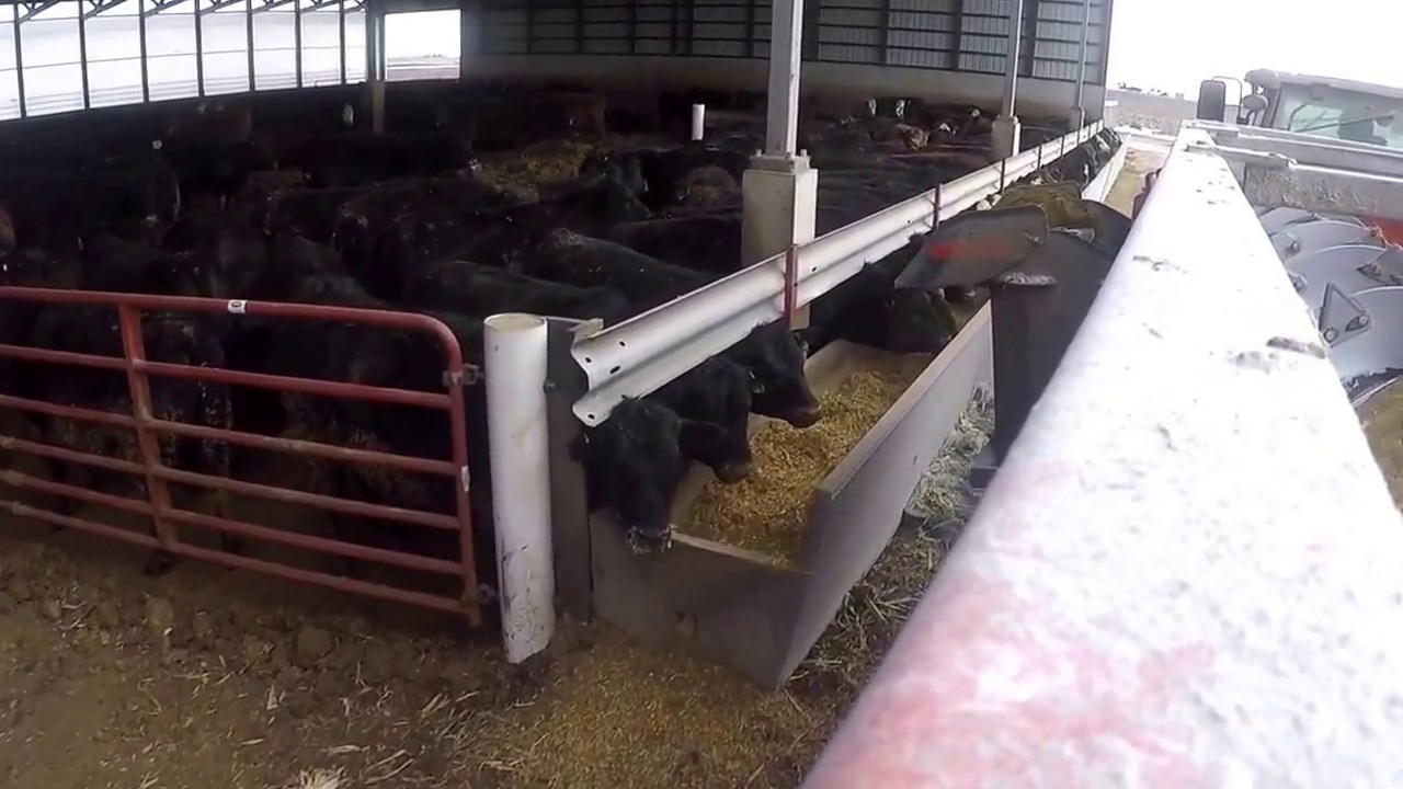 Feeding Beef cattle