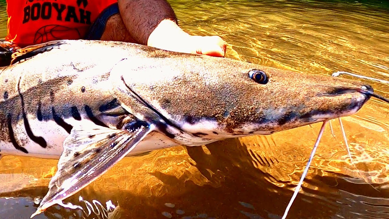 Pesca de doncella en Peru, Selva Peruana, Tiger Catfish Fishing