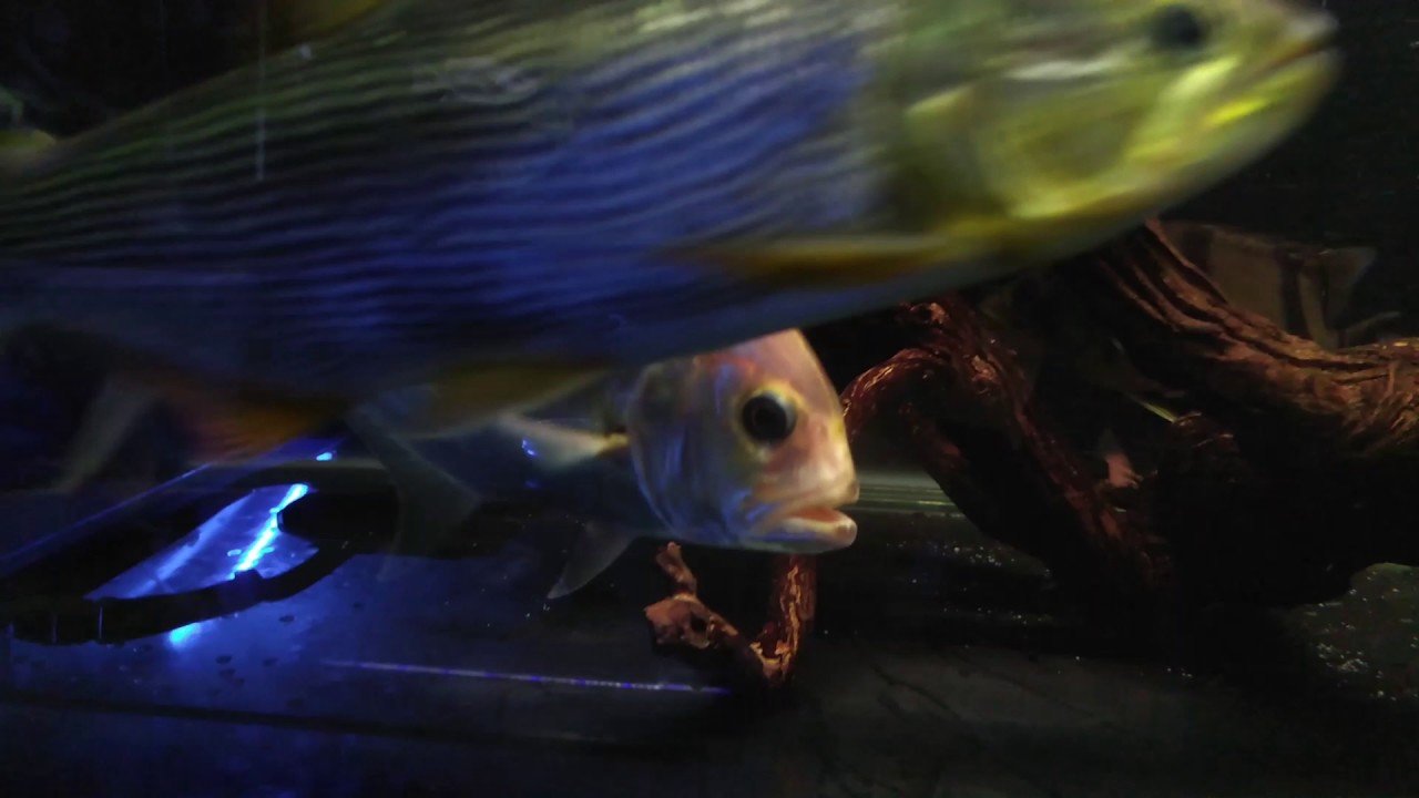 Giant Trevally Albino Freshwater.