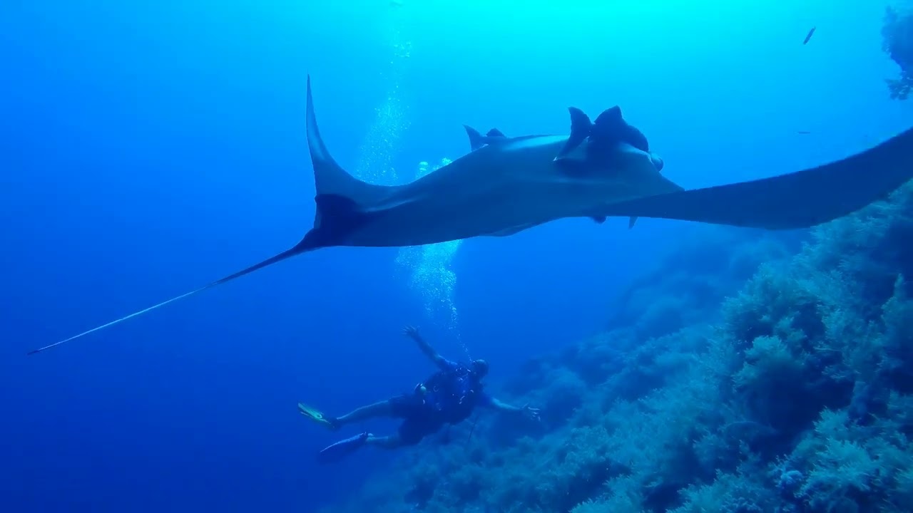 Red Sea Safari 2022