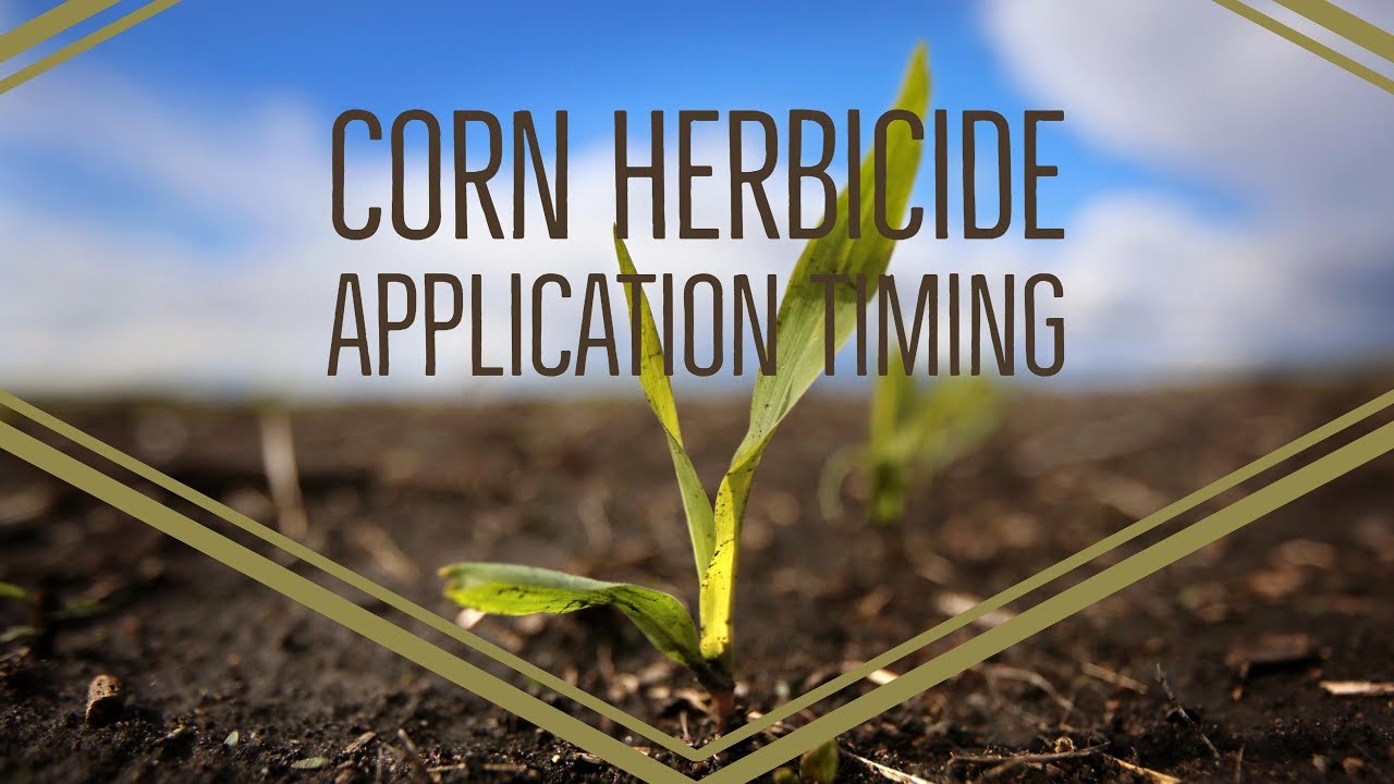 Corn Herbicide Application Timing