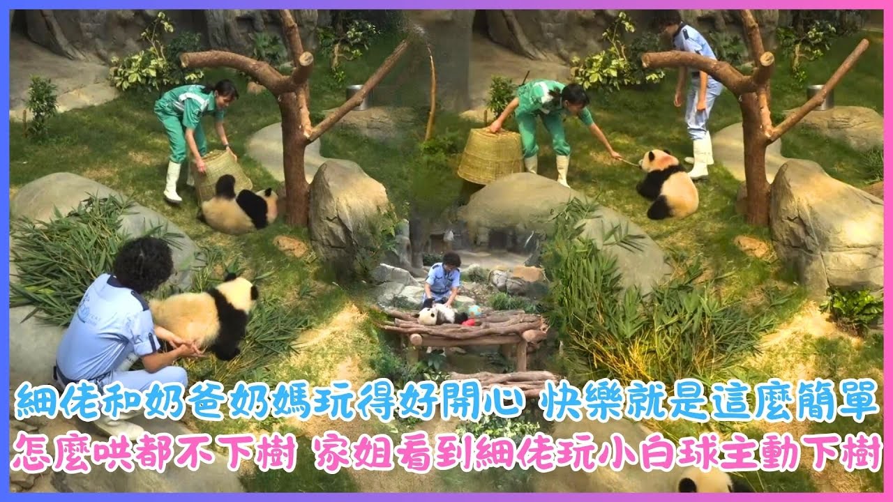 6月22日💖細佬和奶爸奶媽玩得好開心 快樂就是這麼簡單💖