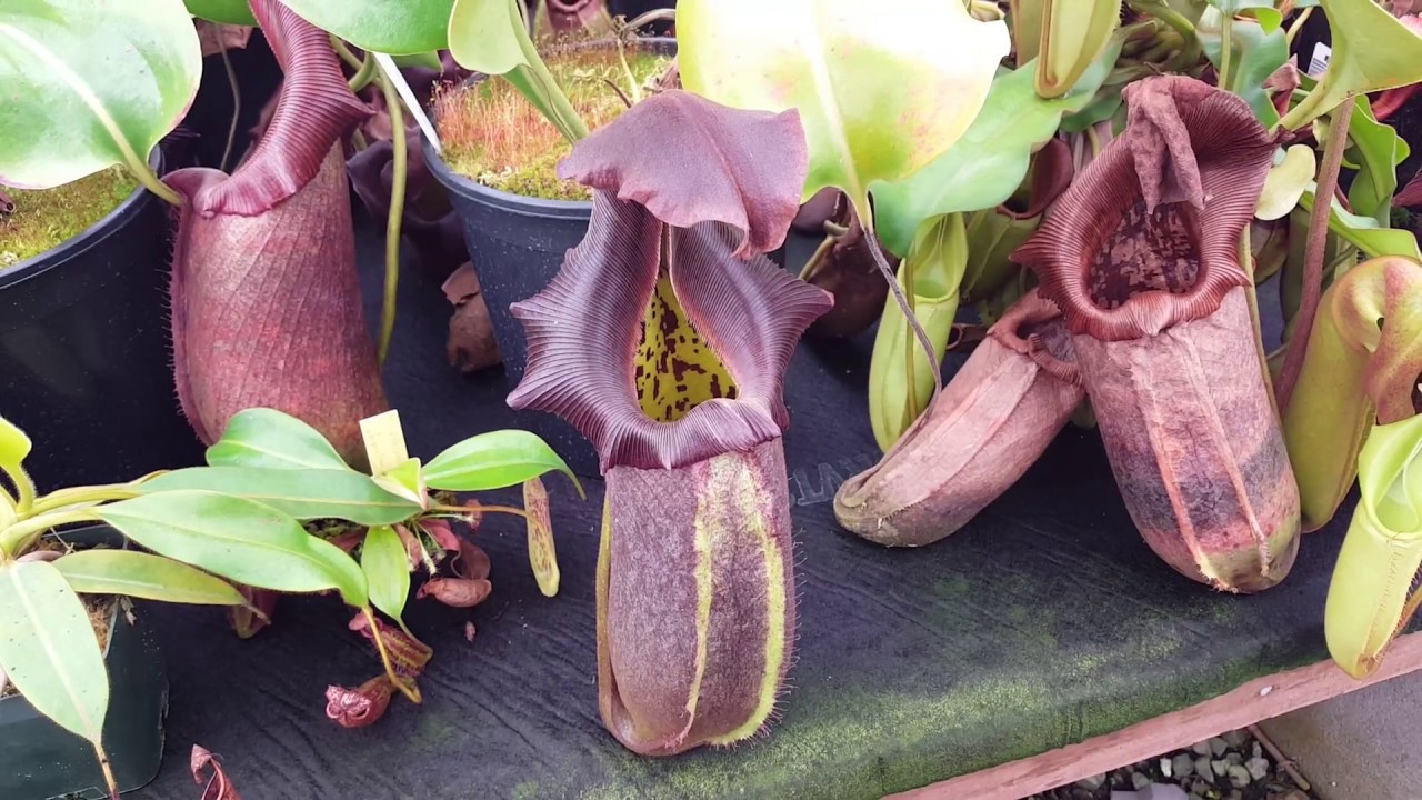 Greenhouse Bench Tour: September 2018