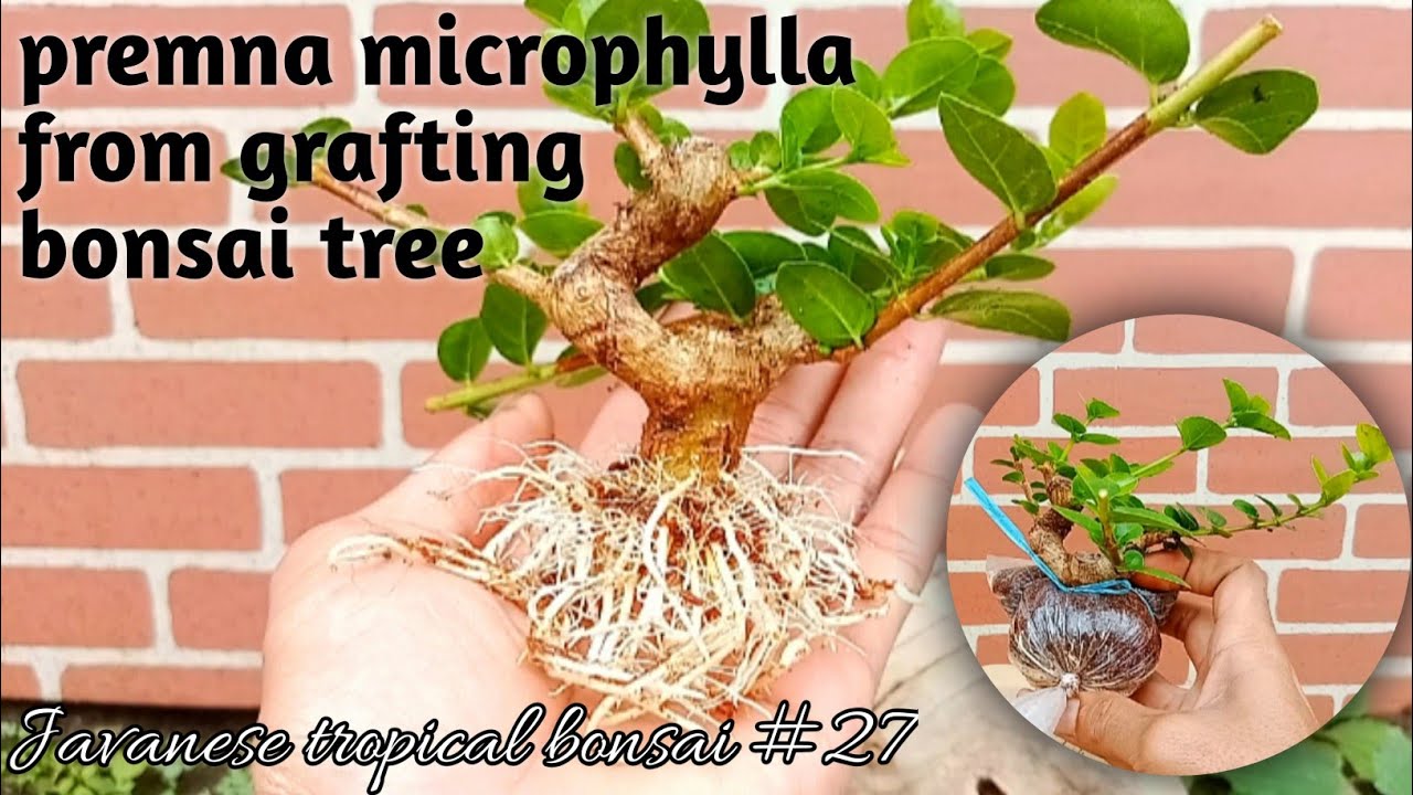 make premna microphylla bonsai from grafting #27 