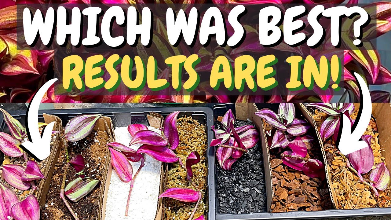 TRADESCANTIA Zebrina PROPAGATION: BEST Media for ROOTING in?