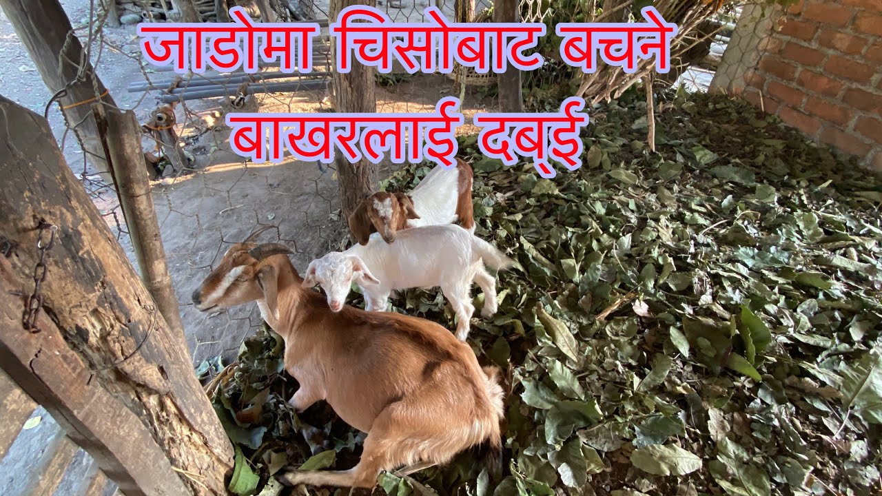 Jadoma chisobata jogauna k dabai dinu?||Goat farming in Nepal East Morang