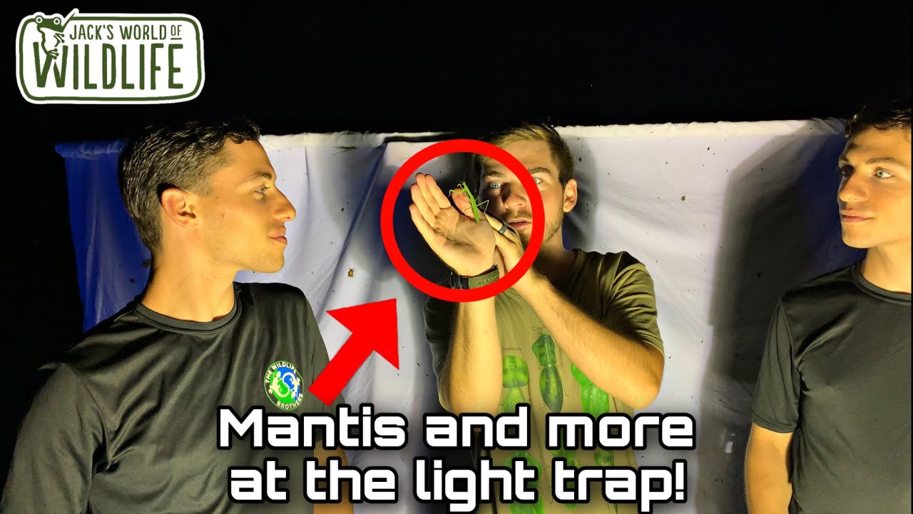 MANTIS at the LIGHT TRAP and MORE! Ft. The Wildlife Brothers and Nature Here and Now!