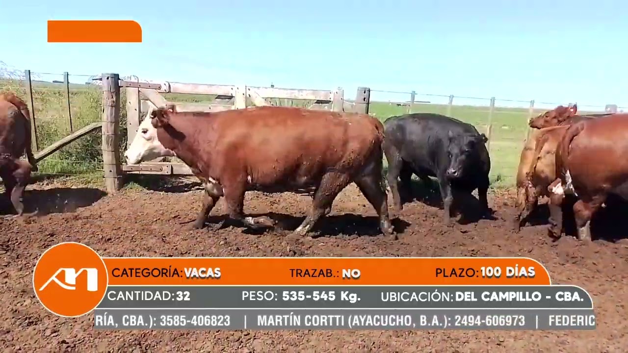 LOTE 73