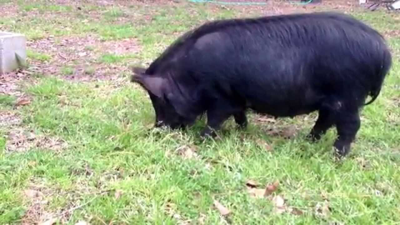 American Guinea Hogs (AGH) are amazing grazing machines!